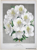 Genuine-Antique-Print-Azalea-Indica-c-1850-Van-Houtte-Maps-Of-Antiquity