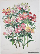 Genuine-Antique-Print-Peruvian-Lilies-Alstroemeres-peruviennes-c-1850-Van-Houtte-Maps-Of-Antiquity