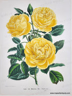 Genuine-Antique-Print-Marechal-Niel-Rose-Rose-The-Marechal-Niel-Pradel-Jeune-c-1865-Van-Houtte-Maps-Of-Antiquity