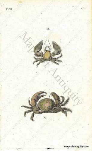 Antique-Hand-Colored-Engraved-Illustration-Crabs-Shells-Natural-History-Prints-Shells-c.-1760--Maps-Of-Antiquity