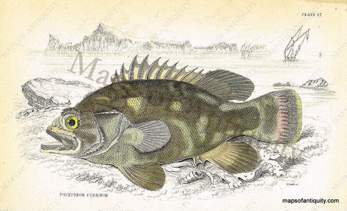 Antique-Hand-Colored-Engraved-Illustration-Polyprion-Cernium.-Natural-History-Prints-Fish-1835-Jardine-Maps-Of-Antiquity