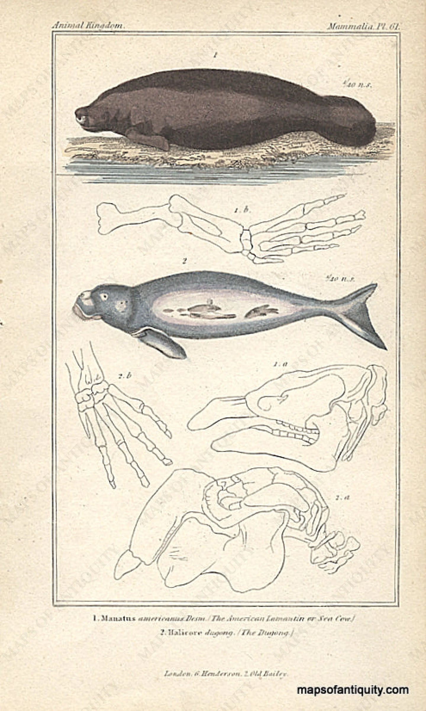 Antique-Hand-Colored-Engraved-Illustration-Animal-Kingdom-Mammalia-Manatus-(Sea-Cow)-and-the-Dugong.-Natural-History-Prints-Animals-1837-Cuvier-Maps-Of-Antiquity