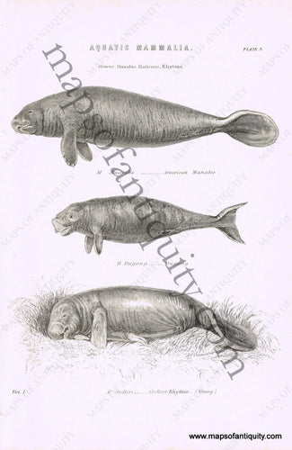 Antique-Black-and-White-Engraved-Illustration-Manatee-Dugong-and-Rhytina-Natural-History-Prints-Fish-Animals-1820--Maps-Of-Antiquity