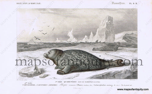 Antique-Black-and-White-Engraved-Illustration-Phoque-commun-Natural-History-Prints-Animals-1841-D'Orbigny-Maps-Of-Antiquity