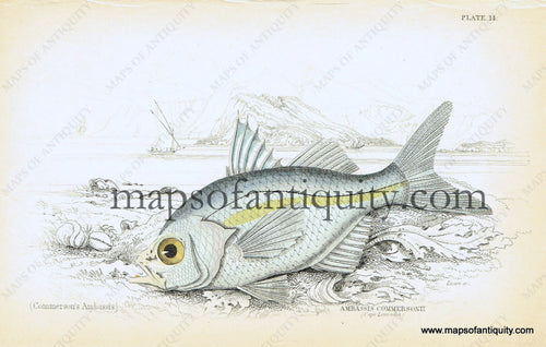 Antique-Hand-Colored-Engraved-Illustration-Ambassis-commersonii-Natural-History-Prints-Fish-1834-Jardine-Maps-Of-Antiquity