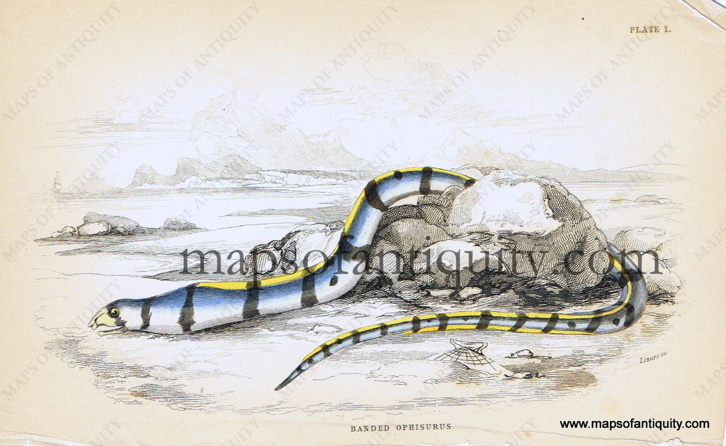 Antique-Hand-Colored-Engraved-Illustration-Banded-Ophisurus-Natural-History-Prints-Fish-1834-Jardine-Maps-Of-Antiquity