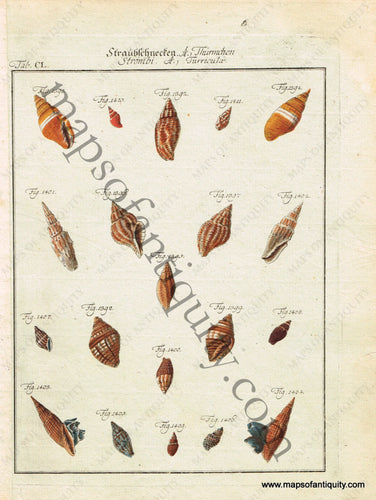 Shells, Seaweed, Coral, etc. - Antique Prints – Maps of Antiquity Shells, Seaweed, Coral, etc. - Antique Prints – Maps of Antiquity