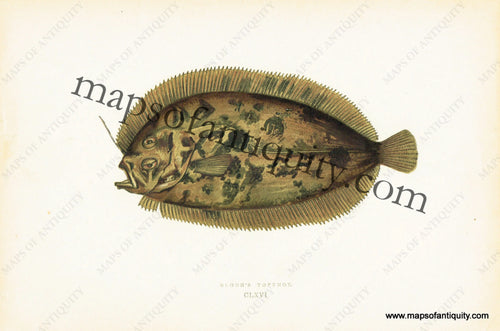 Antique-Colored-Litho-Print-Bloch's-Topknot-CLXVI-Natural-History-Prints-Fish-1877-Couch-Maps-Of-Antiquity