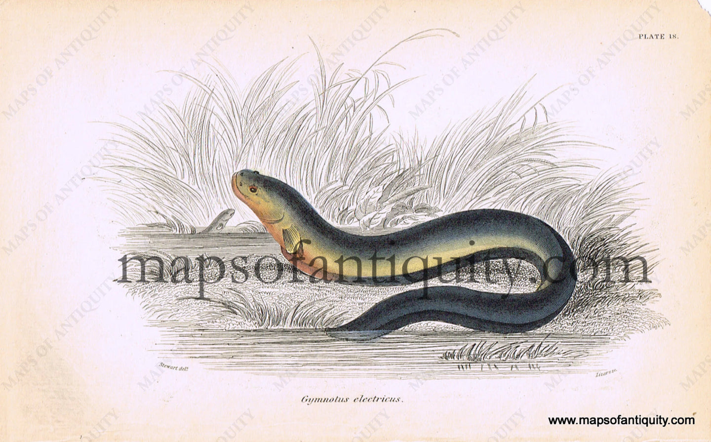 Antique-Hand-Colored-Engraved-Illustration-Gymnotus-electricus-Natural-History-Prints-Fish-1834-Jardine-Maps-Of-Antiquity