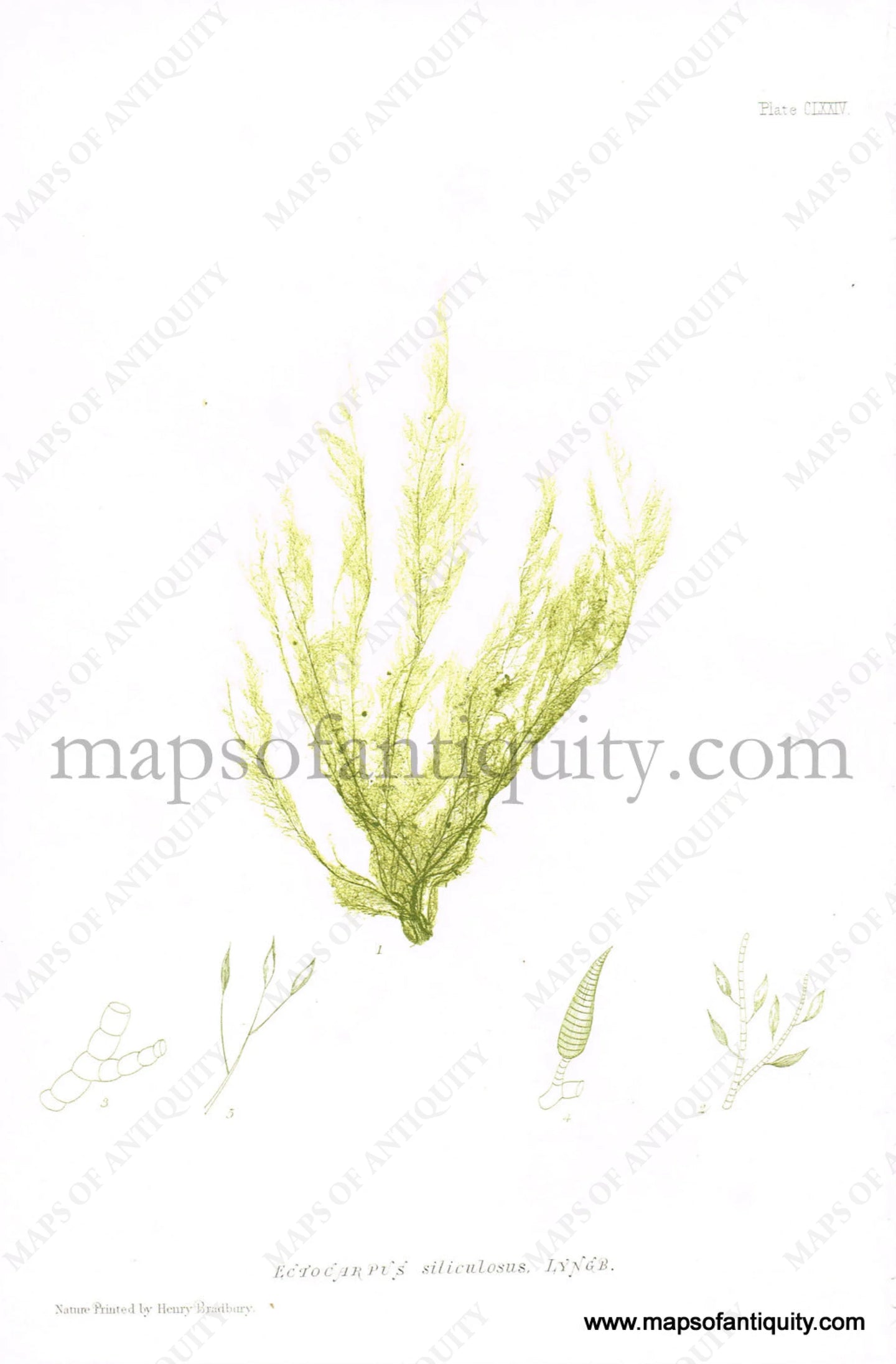 Antique-Color-Nature-Print-Ectocarpus-siliculosus-Lyngb-Natural-History-Prints-Seaweed-1859-Henry-Bradbury-Maps-Of-Antiquity