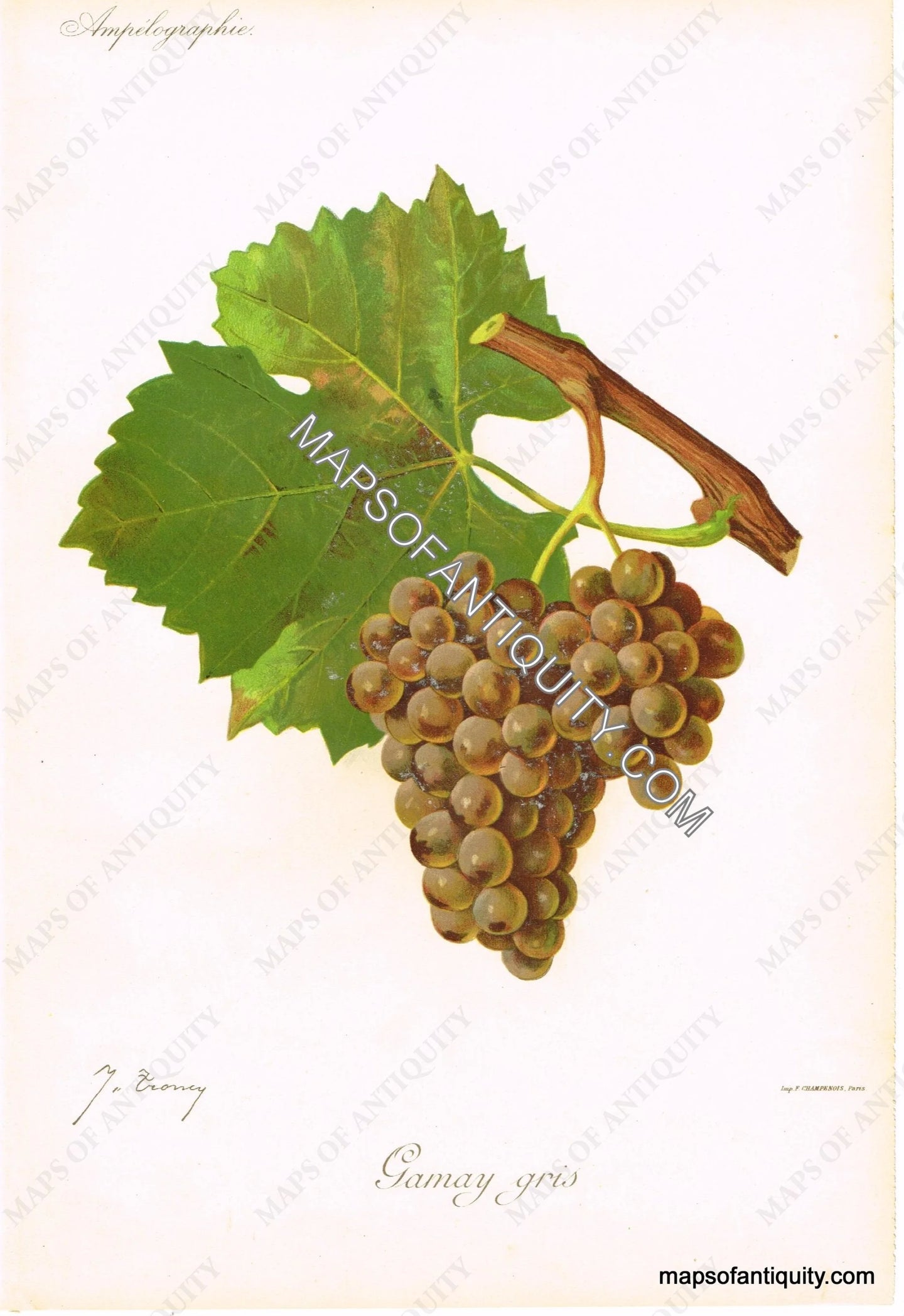 Antique-Chromolithograph-Gamay-gris---Grapes-Natural-History-Botanical-1901-1910-Kreyder-Maps-Of-Antiquity