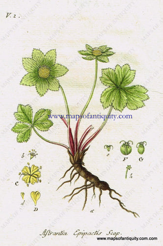 Antique-Hand-Colored-Botanical-Print-Astrantia-Epipactis-Scopoli-or-coagulating-masterwort-Antique-Prints--Natural-History-Botanical-1808-Jacob-Sturm-Maps-Of-Antiquity