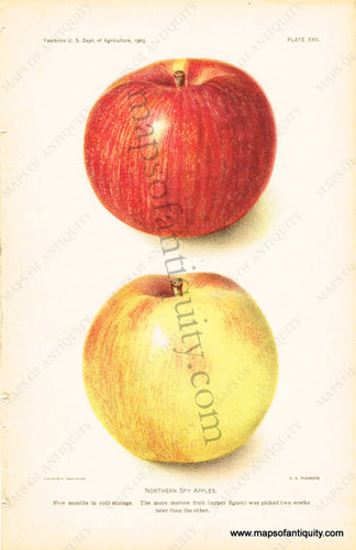 Antique-Chromolithograph-Print-Northern-Spy-Apples-Antique-Prints-Natural-History-Fruit-1903-D.G.-Passmore-Maps-Of-Antiquity