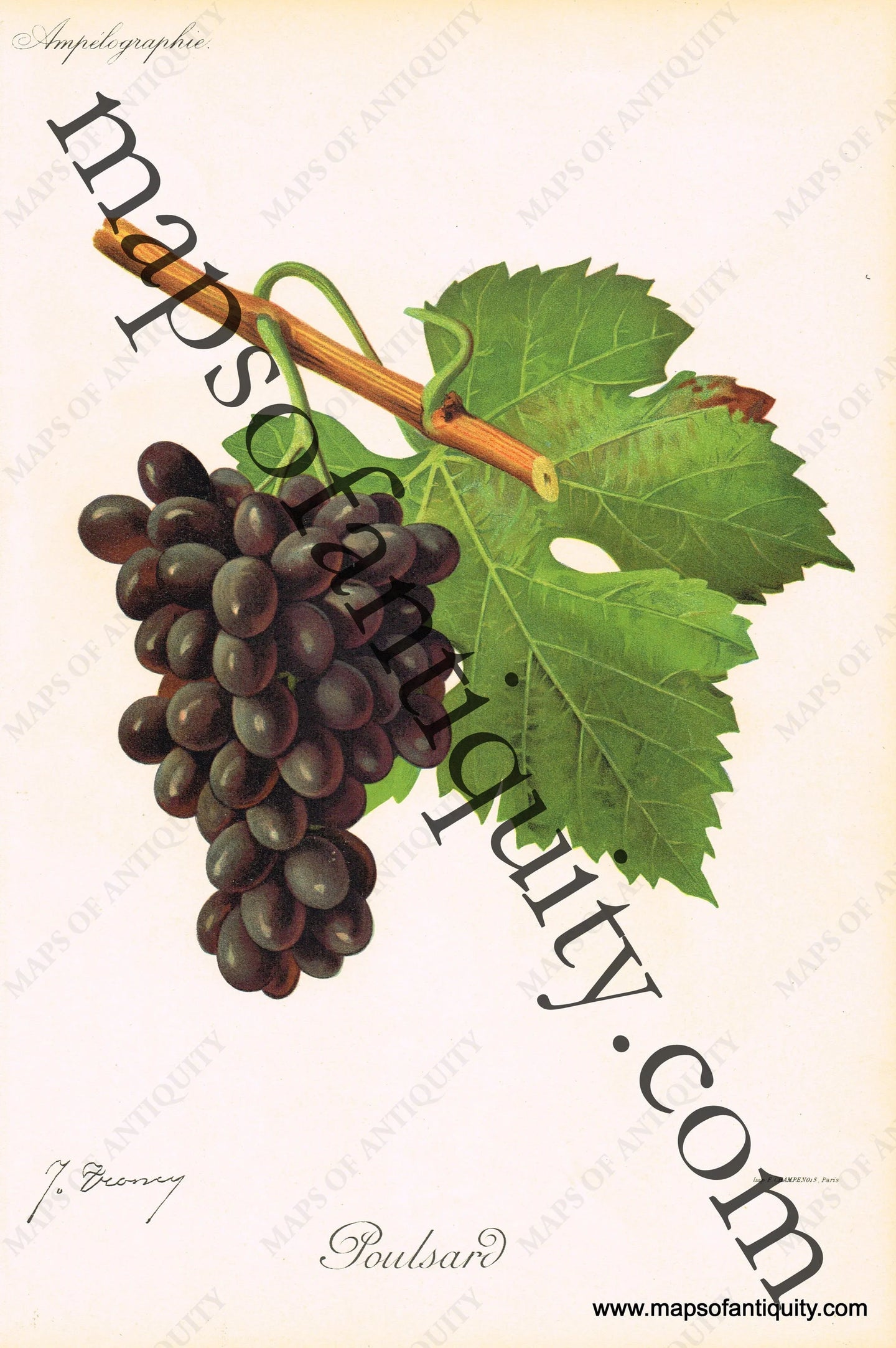 Poulsard Grapes Antique Chromolithograph Print – Maps