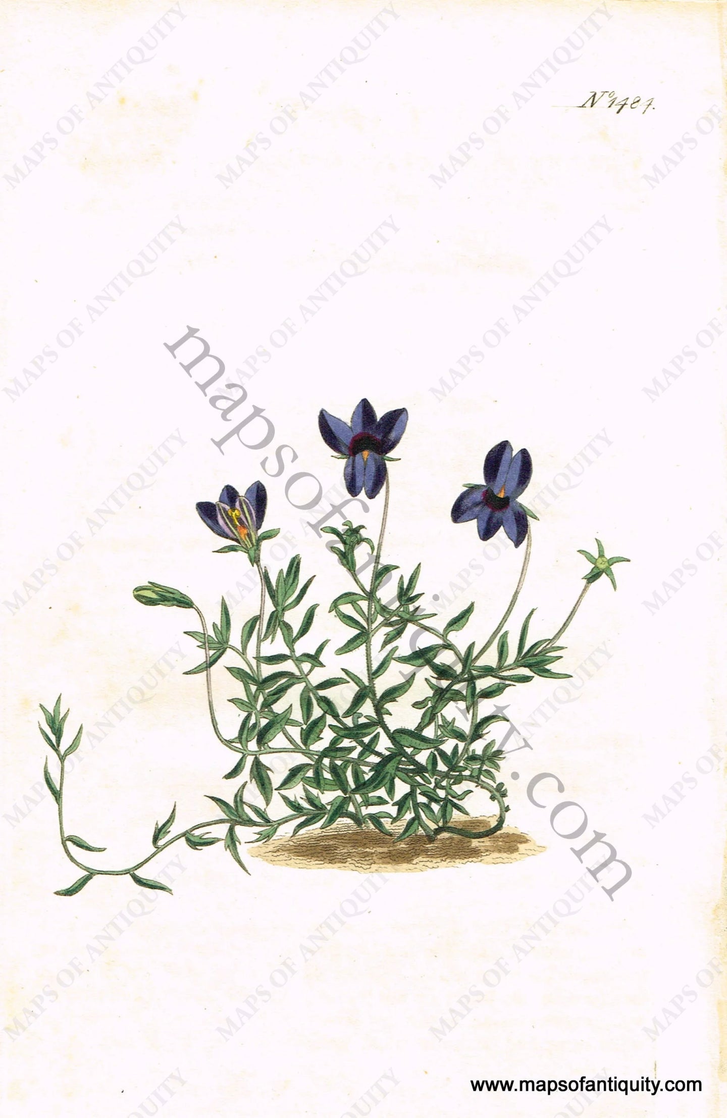 Antique-Hand-Colored-Print-Lobelia-Antique-Prints-Natural-History-Botanical-1812-Curtis-Maps-Of-Antiquity