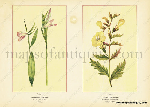 Antique-Chromolithograph-Print-Spreading-Pogonia-&-Yellow-Fox-Glove-Antique-Prints-Natural-History-Botanical-1894--Maps-Of-Antiquity