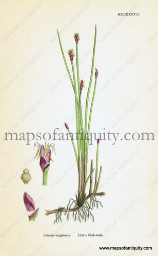 Antique-Hand-Colored-Print-Scirpus-uniglumis-Antique-Prints-Natural-History-Botanical-c.-1860-Sowerby-Maps-Of-Antiquity