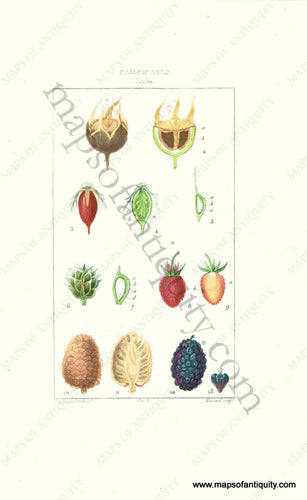 Antique-Hand-Colored-Lithograph-Fruits-Antique-Prints-Natural-History-Fruit-1841-Turpin-Maps-Of-Antiquity