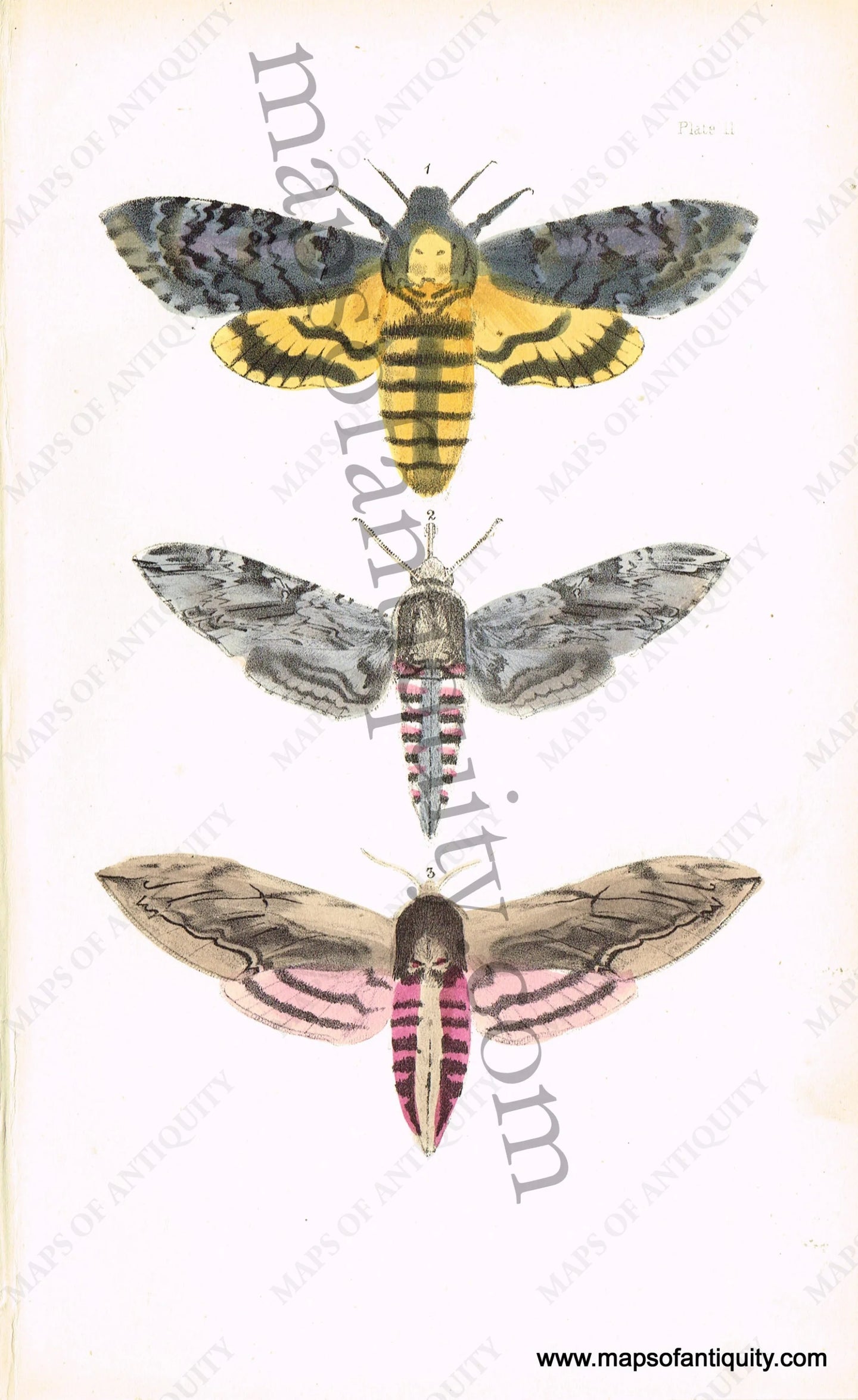 Antique-Hand-Colored-Print-Various-Moths-Antique-Prints-Natural-History-Insects-1872-Morris-Maps-Of-Antiquity