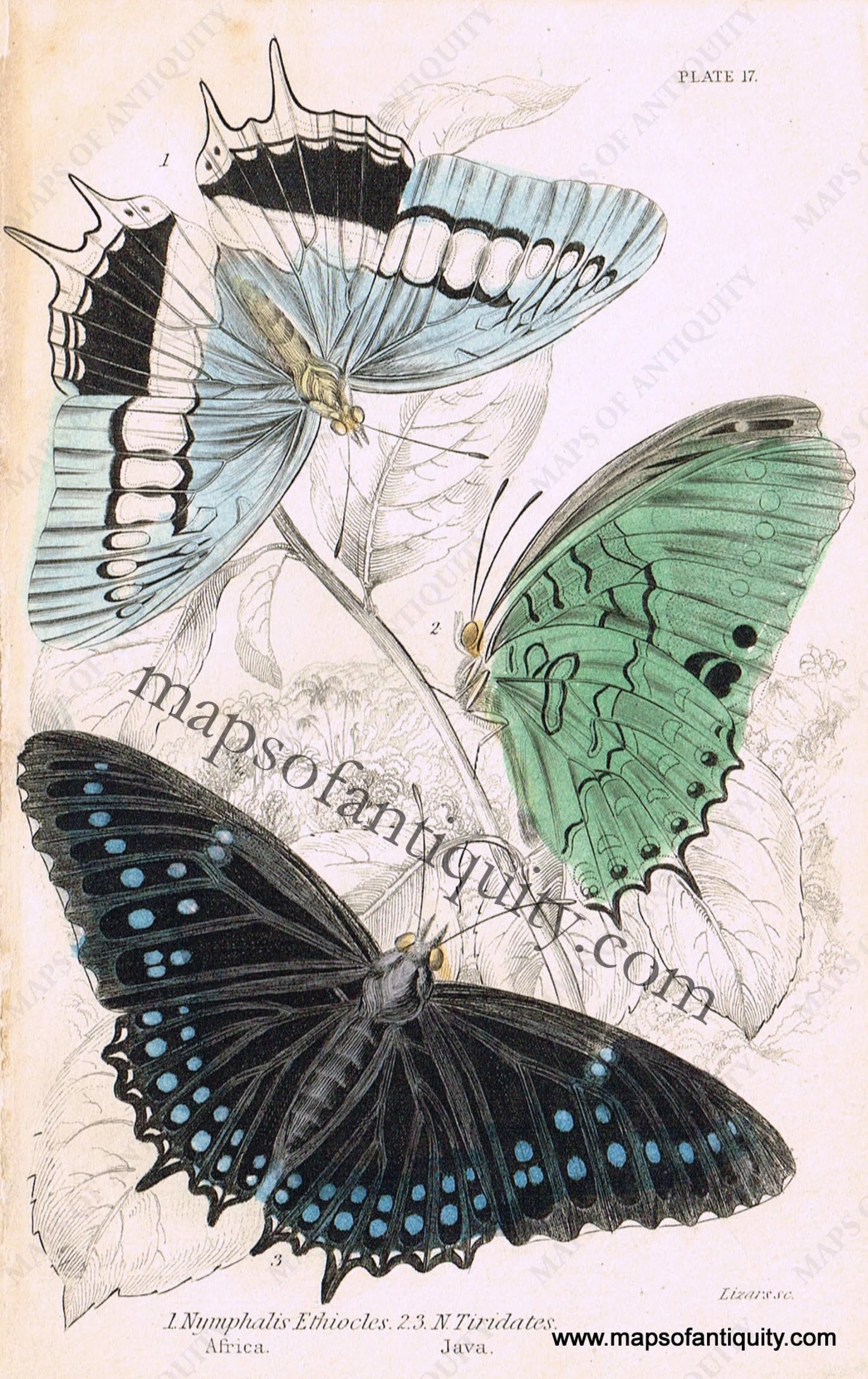 Antique-Hand-Colored-Print-Nymphalis-ethiocles-&-N.-tiridates-Antique-Prints-Natural-History-Insects-1840-Duncan-Maps-Of-Antiquity