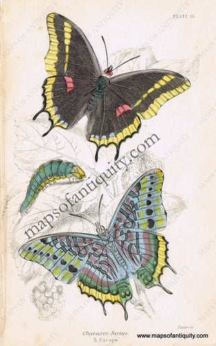Antique-Hand-Colored-Print-Charaxes-jasius-Antique-Prints-Natural-History-Insects-1840-Duncan-Maps-Of-Antiquity