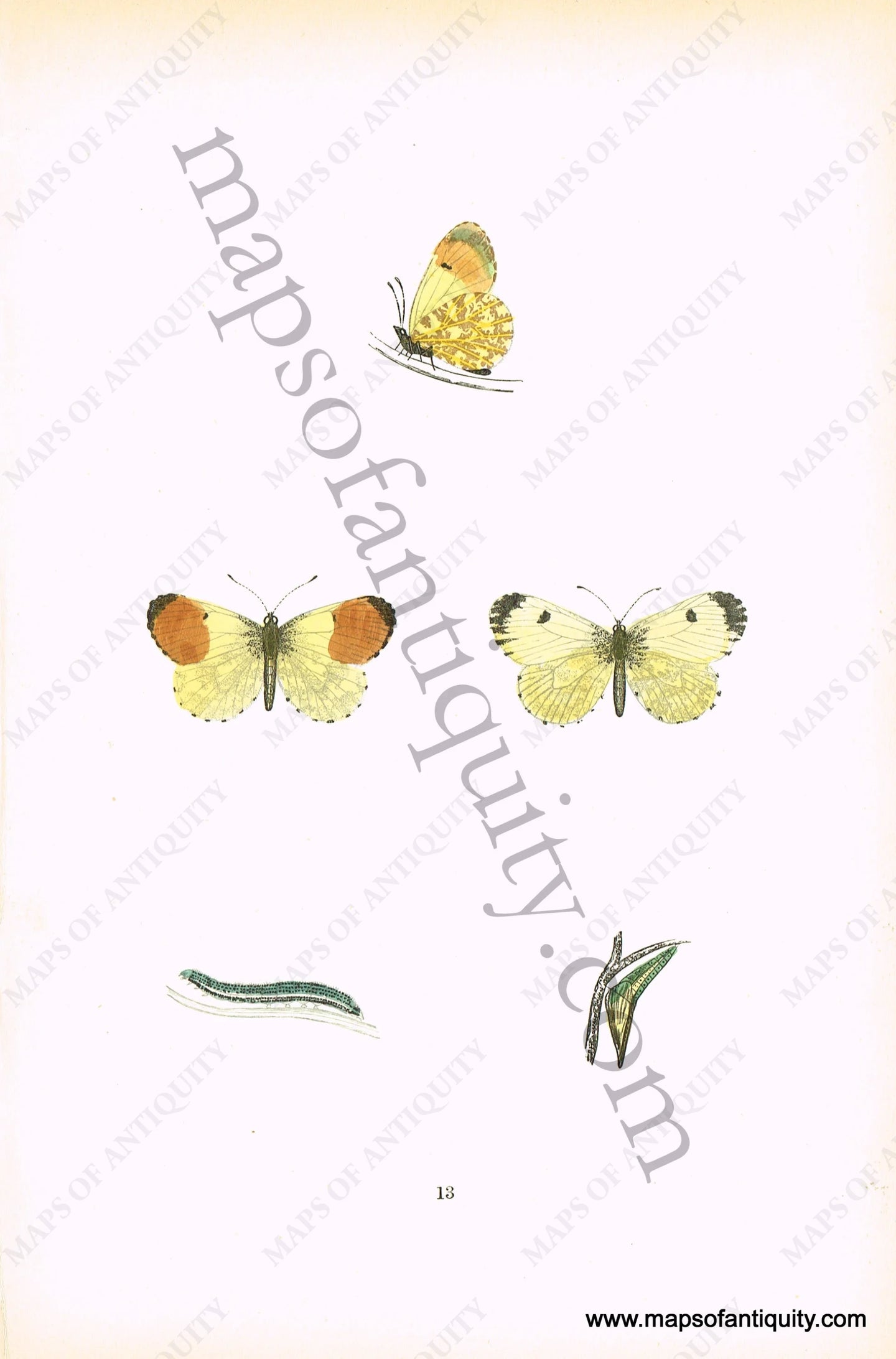 Antique-Hand-Colored-Print-Orange-Tip-Butterfly-Antique-Prints-Natural-History-Insects-c.-1880-Morris-Maps-Of-Antiquity