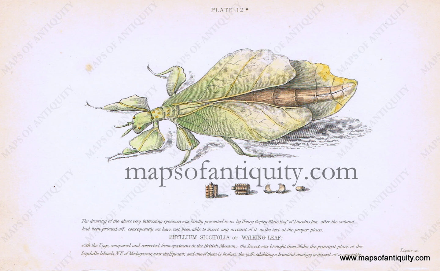 Antique-Hand-Colored-Print-Phyllium-siccifolia-or-Walking-Leaf-Antique-Prints-Natural-History-Insects-1840-White-Maps-Of-Antiquity