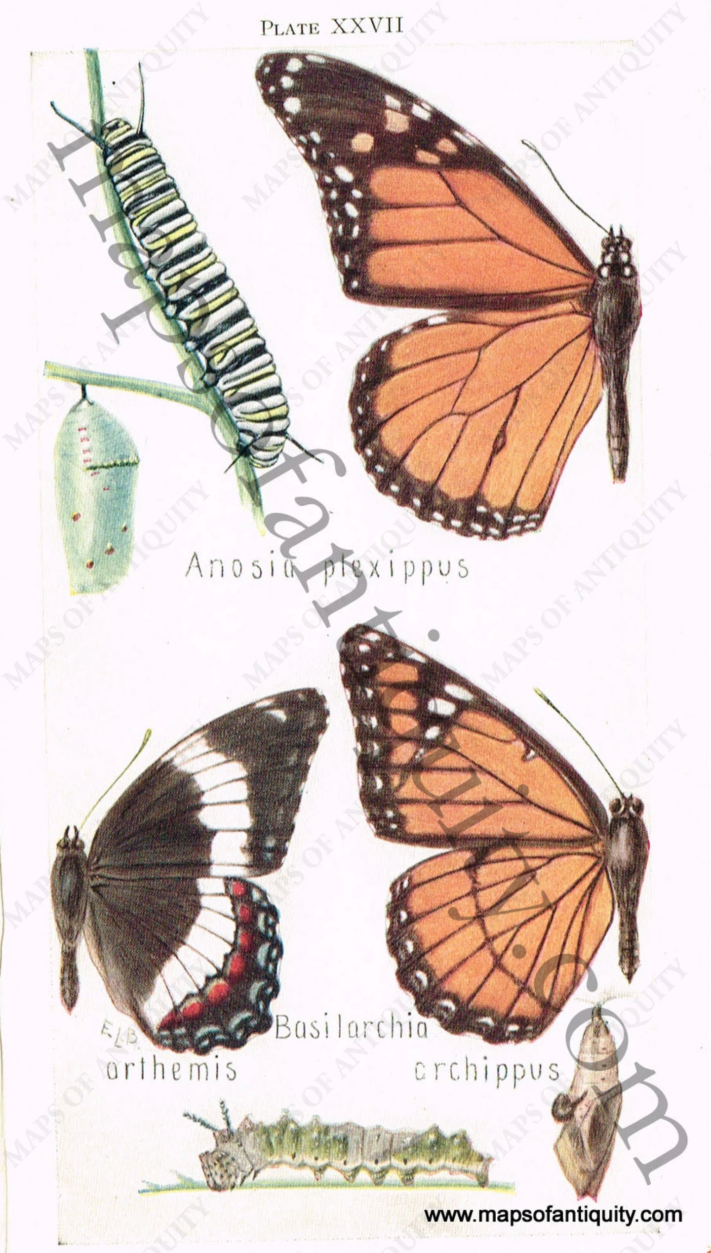 Antique-Chromolithograph-Print-Anosia-plexippus-Basilarchia-arthemis-&-Basilarchia-archippus-Antique-Prints-Natural-History-Insects-butterflies-butterfly-caterpillar-Chrysalis-1880--Maps-Of-Antiquity