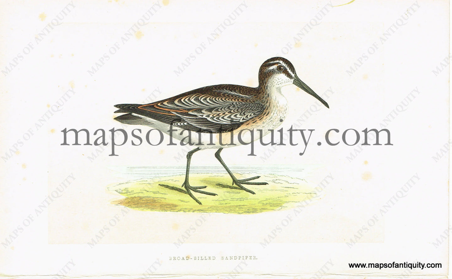 Antique-Hand-Colored-Engraved-Illustration-Broad-billed-Sandpiper-Antique-Prints-Natural-History-Birds-c.-1860-Morris-Maps-Of-Antiquity