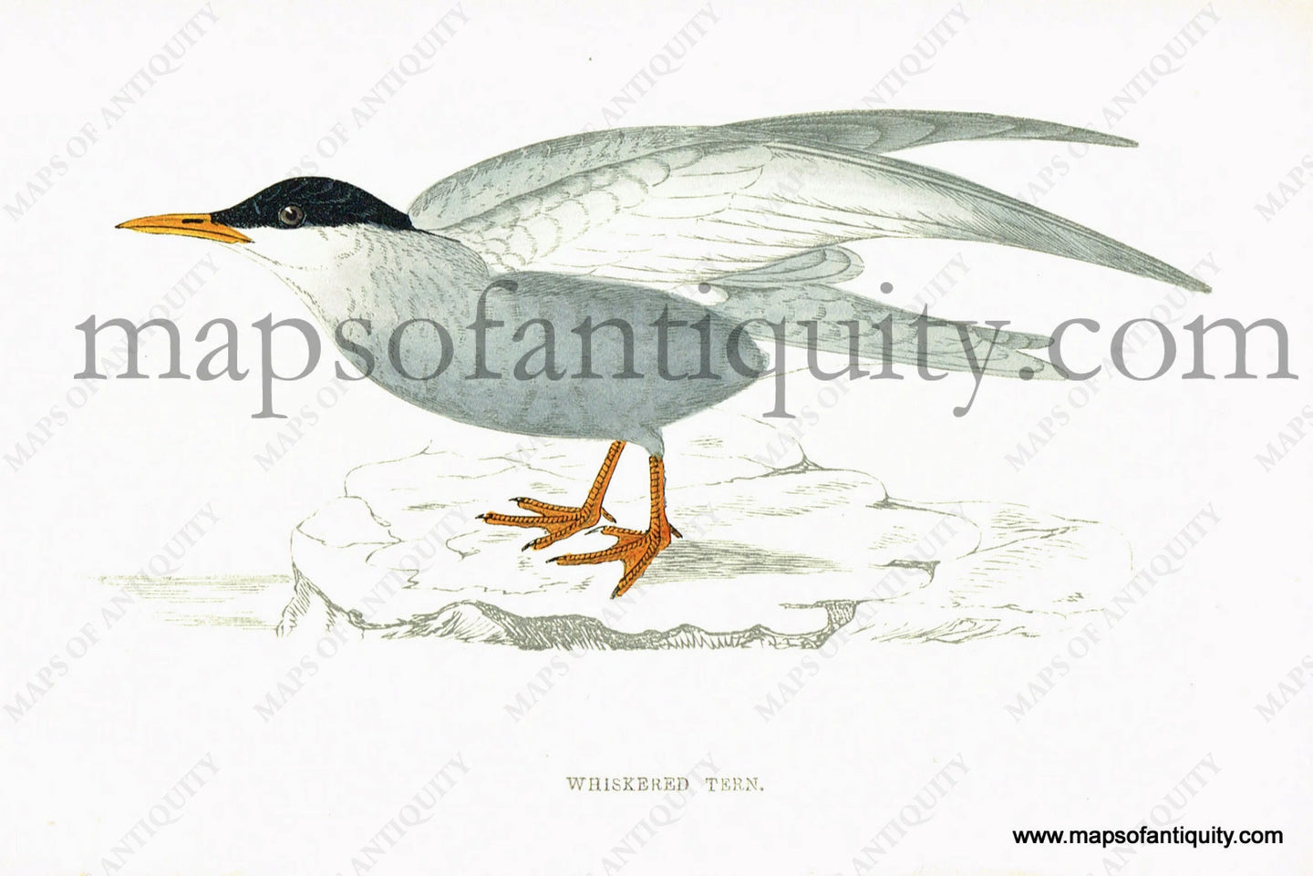 Antique-Hand-Colored-Engraved-Illustration-Whiskered-Tern-Antique-Prints-Natural-History-Birds-1867-Morris-Maps-Of-Antiquity