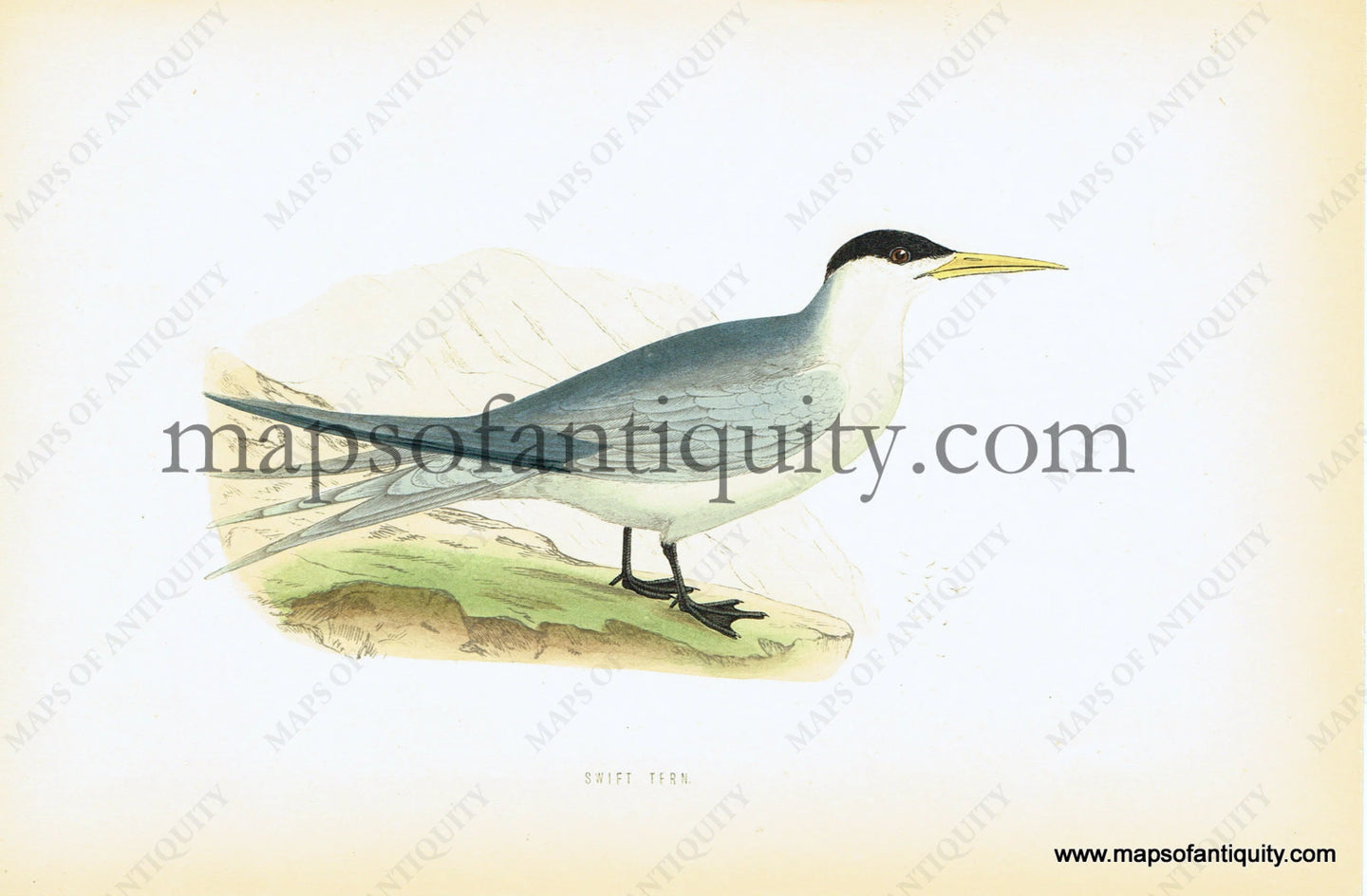 Antique-Hand-Colored-Engraved-Illustration-Swift-Tern-Antique-Prints-Natural-History-Birds-c.-1880-Morris-Maps-Of-Antiquity