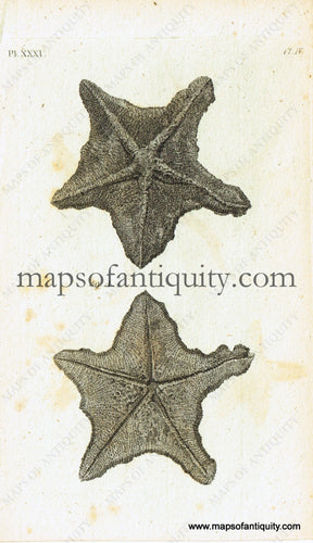 Antique-Black-and-White-Engraved-Illustration-Starfish-Antique-Prints-Natural-History-Sea-Shells-c.-1760--Maps-Of-Antiquity