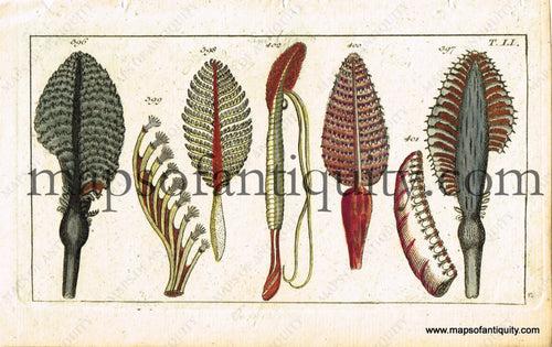 Antique-Hand-Colored-Engraved-Illustration-T.-LI.-Antique-Prints-Natural-History-Seaweed-1799-Wilhelm-Maps-Of-Antiquity