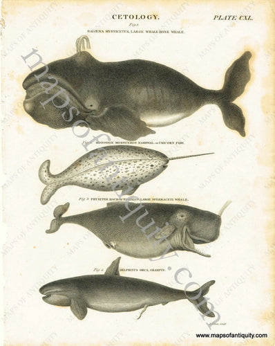 Antique-Black-and-White-Print-Cetology--Plate-CXL.-Antique-Prints-Natural-History-c.-1880s-Unknown-Maps-Of-Antiquity