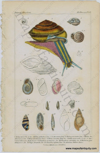 Antique-Print-Prints-Illustration-Illustrated-Animal-Kingdom-Mollusca-Pl.-12-Snails-Snail-Shell-Shells-Early-Mid-19th-Century-Natural-History-Maps-of-Antiquity