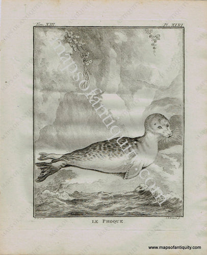Antique-Early-Print-Prints-Engraved-Engraving-Illustration-Illustrated-Le-Phoque-The-Seal-Seals-Natural-History-Buffon-Schneider-1780s-1700s-Late-16th-Century-Maps-of-Antiquity