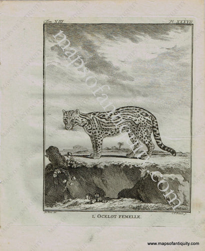Antique-Early-Print-Prints-Engraved-Engraving-Illustration-Illustrated-L'Ocelot-Femelle-Female-Ocelot-Ocelots-Big-Cats-Wild-Cat-Natural-History-Buffon-Schneider-1780s-1700s-Late-16th-Century-Maps-of-Antiquity