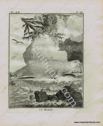 Antique-Early-Print-Prints-Engraved-Engraving-Illustration-Illustrated-Le-Morse-Walrus-Walruses-Natural-History-Buffon-Schneider-1780s-1700s-Late-16th-Century-Maps-of-Antiquity