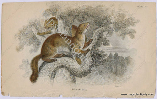 Antique-Print-Prints-Illustration-Illustrated-Plate-14-Pine-Martin-Martins-Marten-Martens-William-Jardine-Jardine's-Naturalist's-Library-Natural-History-Animals-1840s-1800s-Early-Mid-19th-Century-Maps-of-Antiquity