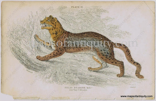 Antique-Print-Prints-Illustration-Illustrated-Plate-21-Felis-Diardii-Male-Male-Sunda-clouded-leopard-Sundaland-clouded-leopards-William-Jardine-Jardine's-Naturalist's-Library-Natural-History-Animals-1840s-1800s-Early-Mid-19th-Century-Maps-of-Antiquity
