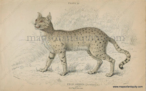 Antique-Print-Prints-Illustration-Illustrated-Plate-25-Felis-Ornata-Servaline-Cat-Asiatic-Wild-Cat-Wildcat-William-Jardine-Jardine's-Naturalist's-Library-Natural-History-Animals-1840s-1800s-Early-Mid-19th-Century-Maps-of-Antiquity