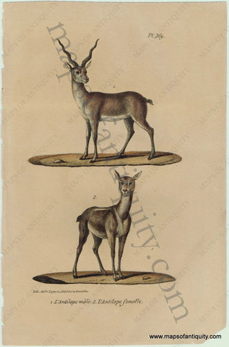 Antique-Print-Prints-Illustration-Illustrated-L'Antilope-male-L'Antilope-femelle-Pl.-369-Antilope-Antilopes-Natural-History-Animals-1830s-1800s-Early-Mid-19th-Century-Maps-of-Antiquity