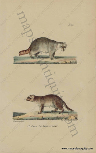 Antique-Print-Prints-Illustration-Illustrated-Le-Raton-Le-Raton-Crabier-Burggraaf-Raccoon-Raccoons-Pl.-791-Natural-History-Animals-1830s-1800s-Early-Mid-19th-Century-Maps-of-Antiquity