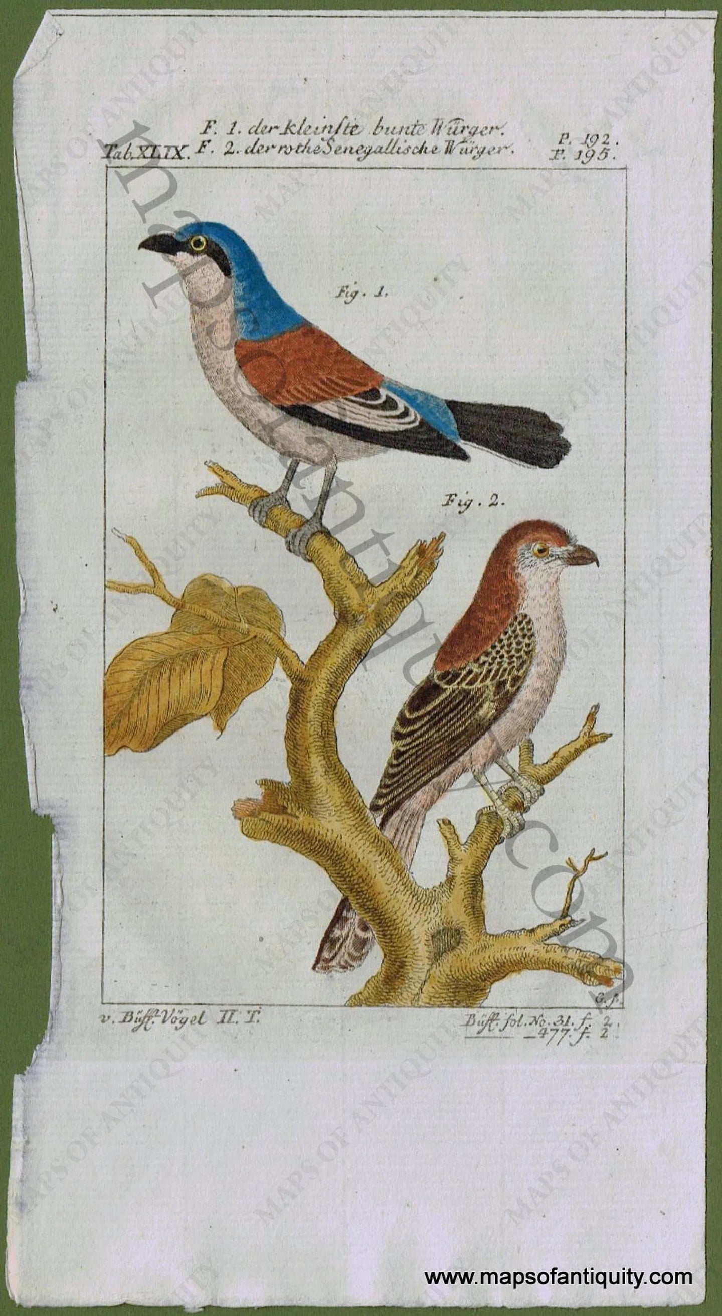 Antique-Print-Prints-Engraved-Engravings-Illustrated-Illustrations-Hand-Colored-Coloring-Natural-History-Bird-Birds-Birding-Buffon-1790s-1700s-Late-18th-Century-Maps-of-Antiquity