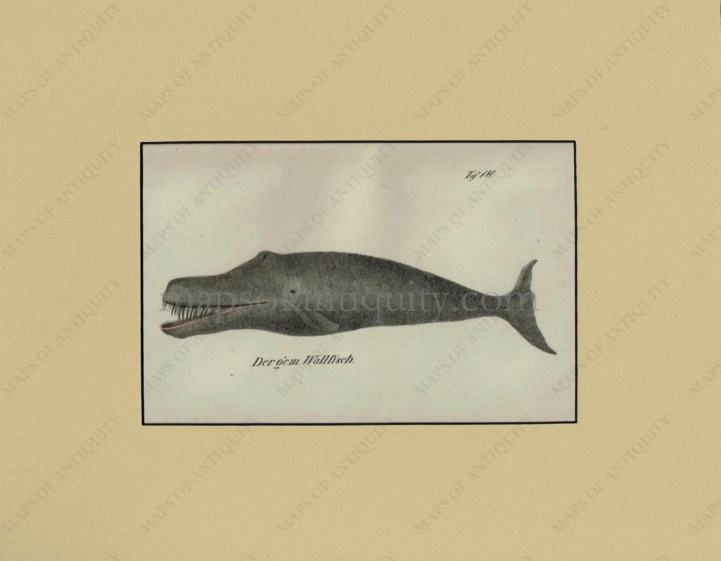 Antique-Print-Prints-Illustration-Illustrations-Natural-History-Whale-Whales-Dergem-Wallfisch-Bruggemann-1831-1830s-1800s-Early-Mid-19th-Century-Maps-of-Antiquity