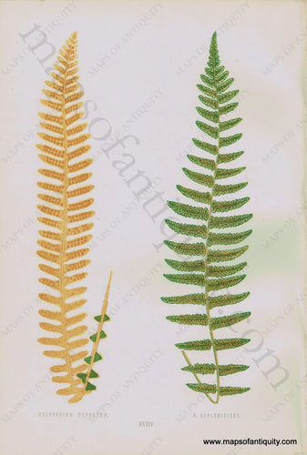 Antique-Chromoxylograph-Print-Fern-Ferns-Polypodium-sepultum-&-P.-aspienioides-1861-1864-E.J.-Lowe-Botanical-Ferns:-British-and-Exotic-1800s-19th-century-Maps-of-Antiquity