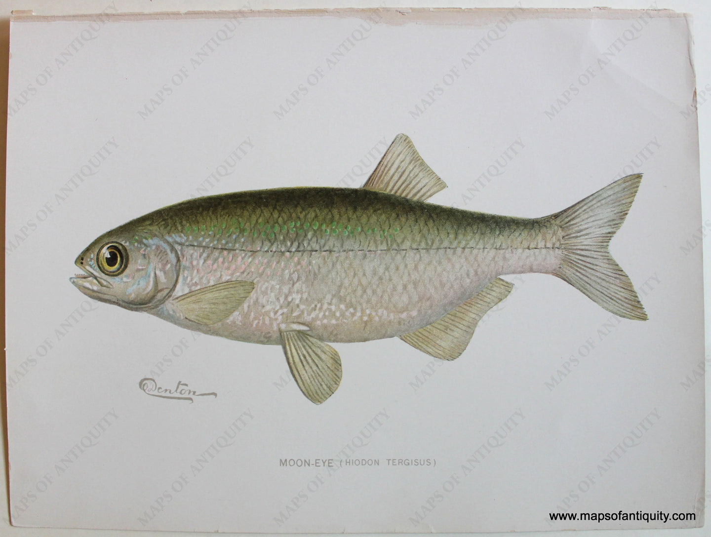 Antique-Print-Moon-Eye-Hiodon-Tergisus-Denton-1900-Fish-Prints-Maps-of-Antiquity