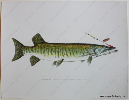 Antique-Print-Moon-Eye-Hiodon-Tergisus-Denton-1900-Fish-Prints-Maps-of-Antiquity