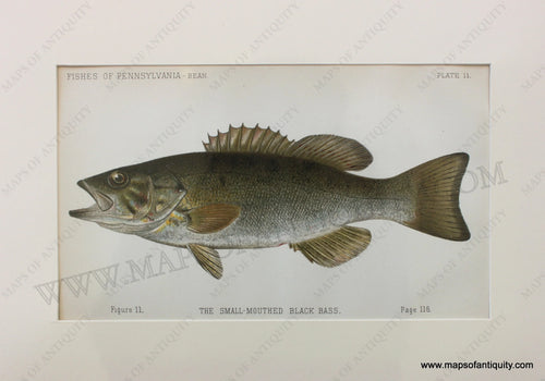 Antique-Print-The-Small-Mouthed-Black-Bass-1892-Bean-State-of-Pennsylvania-Fish-1800s-19th-century-Maps-of-Antiquity