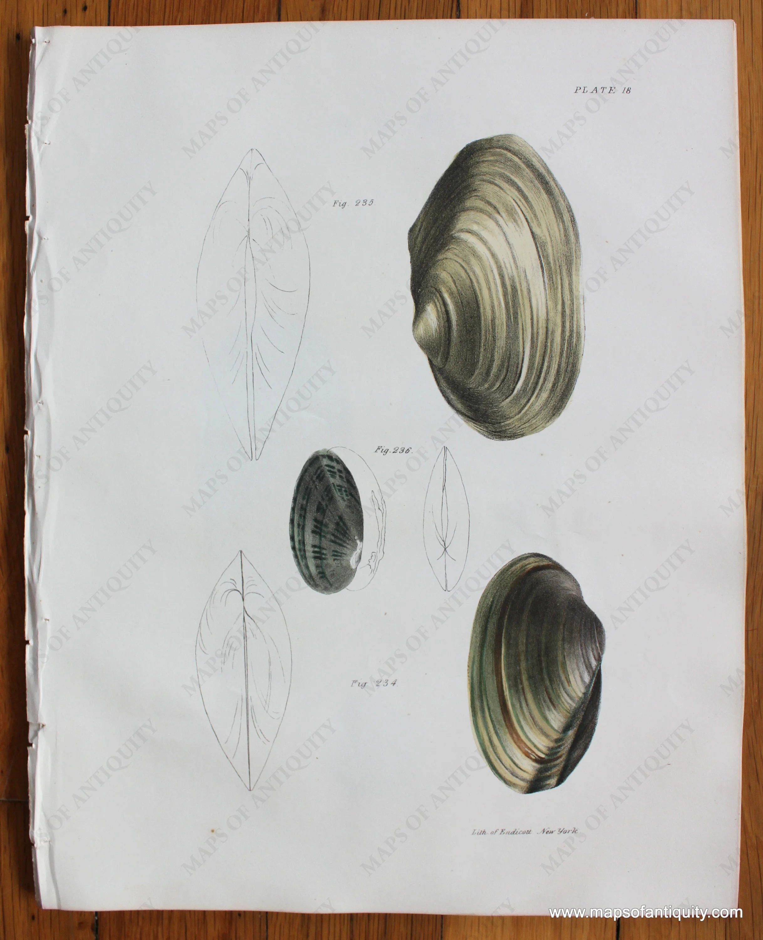 1840s - Antique Print Shell Print - Antique Print – Maps of Antiquity